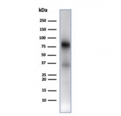 Western blot testing of human spleen tissue lysate using recombinant MPO antibody (clone rMPO/6904). Expected molecular weight: 59-64 kDa (alpha chain, may be observed at higher molecular weights due to glycosylation), 150+ kDa (glycosylated mature form).