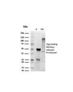 SDS-PAGE analysis of purified, BSA-free recombinant MyoD1 antibody (clone MYOD1/3418R) as confirmation of integrity and purity.