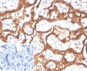 IHC staining of FFPE human placental tissue with recombinant hCG alpha antibody (clone HCGa/2728R). Negative control inset uses PBS in place of primary antibody. HIER: boil tissue sections in pH 9 10mM Tris with 1mM EDTA for 20 min and allow to cool before testing.