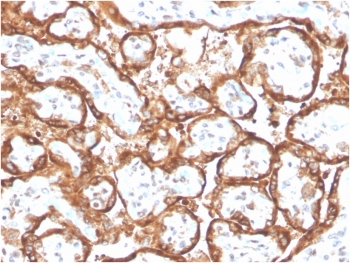 IHC staining of FFPE human placental tissue with recombinant hCG alpha antibody (clone HCGa/2728R). HIER: boil tissue sections in pH 9 10mM Tris with 1mM EDTA for 20 min and allow to cool before testing.~