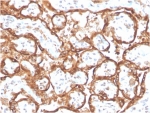 IHC staining of FFPE human placental tissue with recombinant hCG alpha antibody (clone HCGa/2728R). HIER: boil tissue sections in pH 9 10mM Tris with 1mM EDTA for 20 min and allow to cool before testing.