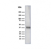 Western blot analysis of human testis tissue lysate using CLU antibody (clone CLU/4727). Predicted molecular weight: 75-80 kDa (heterodimer precursor), 36-39 kDa (alpha subunit), 34-36 kDa (beta subunit).