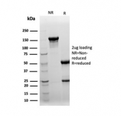 SDS-PAGE analysis of purified, BSA-free CLU antibody (clone CLU/4727) as confirmation of integrity and purity.