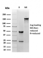 SDS-PAGE analysis of purified, BSA-free FABP1 antibody (clone FABP1/3485) as confirmation of integrity and purity.
