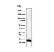 Western blot analysis of human kidney tissue lysate using FABP1 antibody (clone FABP1/3485). Predicted molecular weight ~14 kDa.