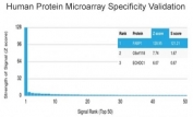 Analysis of HuProt(TM) microarray containing more than 19,000 full-length human proteins using FABP1 antibody (clone FABP1/3485). These results demonstrate the foremost specificity of the FABP1/3485 mAb. Z- and S- score: The Z-score represents the strength of a signal that an antibody (in combination with a fluorescently-tagged anti-IgG secondary Ab) produces when binding to a particular protein on the HuProt(TM) array. Z-scores are described in units of standard deviations (SD's) above the mean value of all signals generated on that array. If the targets on the HuProt(TM) are arranged in descending order of the Z-score, the S-score is the difference (also in units of SD's) between the Z-scores. The S-score therefore represents the relative target specificity of an Ab to its intended target.