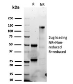 SDS-PAGE analysis of purified, BSA-free recombinant Granzyme B antibody (clone GZMB/6530R) as confirmation of integrity and purity.