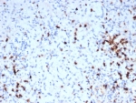 IHC staining of FFPE human tonsil tissue with recombinant Granzyme B antibody (clone GZMB/6530R). HIER: boil tissue sections in pH 9 10mM Tris with 1mM EDTA for 20 min and allow to cool before testing.