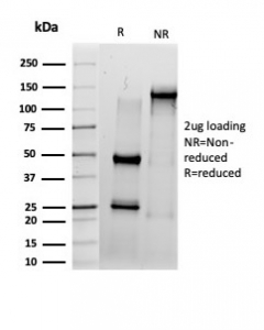 SDS-PAGE analysis of purified, BSA-free IRF3 antibody (PCRP-IRF3-6H10) as confirmation of integrity and purity.