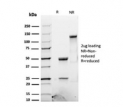 SDS-PAGE analysis of purified, BSA-free recombinant Luteinizing Hormone beta antibody (clone LHb/1612R) as confirmation of integrity and purity.