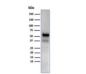 Western blot testing of human spleen tissue lysate using recombinant Myeloperoxidase antibody (clone MPO/33R). Expected molecular weight: 75-90 kDa (pro form).