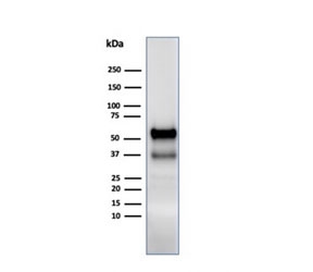 Western blot testing of human spleen lysate using Myeloperoxidase antibody. Expected molecular weight: 75-90 kDa (pro form).