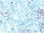 IHC staining of FFPE human spleen tissue with Myeloperoxidase antibody. HIER: boil tissue sections in pH 9 10mM Tris with 1mM EDTA for 20 min and allow to cool before testing.