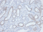 IHC staining of endogenous biotin in FFPE human kidney tissue with Biotin antibody (clone BTN/36). HIER: boil tissue sections in pH 9 10mM Tris with 1mM EDTA for 20 min and allow to cool before testing.