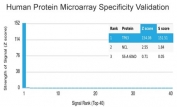 Analysis of HuProt(TM) microarray containing more than 19,000 full-length human proteins using recombinant p63 antibody (clone TP63/4379R). These results demonstrate the foremost specificity of the TP63/4379R mAb. Z- and S- score: The Z-score represents the strength of a signal that an antibody (in combination with a fluorescently-tagged anti-IgG secondary Ab) produces when binding to a particular protein on the HuProt(TM) array. Z-scores are described in units of standard deviations (SD's) above the mean value of all signals generated on that array. If the targets on the HuProt(TM) are arranged in descending order of the Z-score, the S-score is the difference (also in units of SD's) between the Z-scores. The S-score therefore represents the relative target specificity of an Ab to its intended target.