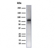 Western blot testing of human spleen tissue lysate using Myeloperoxidase antibody (clone MPO/7118). Expected molecular weight: 59-64 kDa (alpha chain, may be observed at higher molecular weights due to glycosylation), 150+ kDa (glycosylated mature form).