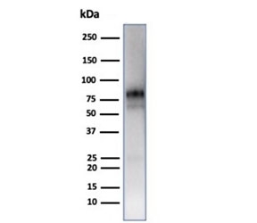 Western blot testing of human spleen tissue lysate using Myeloperoxidase antibody (clone MPO/7118). Expected molecular weight: 75-90 kDa (pro form).