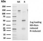 SDS-PAGE analysis of purified, BSA-free FOXB2 antibody (clone PCRP-FOXB2-2B2) as confirmation of integrity and purity.