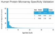 Analysis of HuProt(TM) microarray containing more than 19,000 full-length human proteins using FOXB2 antibody (clone PCRP-FOXB2-2B2). These results demonstrate the foremost specificity of the PCRP-FOXB2-2B2 mAb. Z- and S- score: The Z-score represents the strength of a signal that an antibody (in combination with a fluorescently-tagged anti-IgG secondary Ab) produces when binding to a particular protein on the HuProt(TM) array. Z-scores are described in units of standard deviations (SD's) above the mean value of all signals generated on that array. If the targets on the HuProt(TM) are arranged in descending order of the Z-score, the S-score is the difference (also in units of SD's) between the Z-scores. The S-score therefore represents the relative target specificity of an Ab to its intended target.