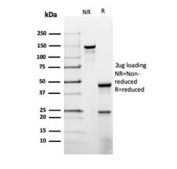 SDS-PAGE analysis of purified, BSA-free PRL antibody (rPRL/4907) as confirmation of integrity and purity.