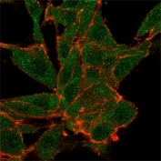 Immunofluorescent staining of PFA-fixed human HeLa cells NOC4L antibody (green, clone PCRP-NOC4L-1B2) and phalloidin (red).