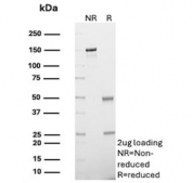 SDS-PAGE analysis of purified, BSA-free recombinant CD47 antibody (clone rCD47/6589) as confirmation of integrity and purity.