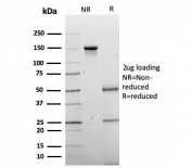 SDS-PAGE analysis of purified, BSA-free Chromogranin A antibody (clone CHGA/4219) as confirmation of integrity and purity.