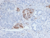 IHC staining of FFPE human pancreatic tissue with Chromogranin A antibody (clone CHGA/4219). HIER: boil tissue sections in pH 9 10mM Tris with 1mM EDTA for 20 min and allow to cool before testing.