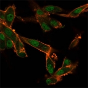 Immunofluorescent staining of human U-87 cells using CELF2 antibody (green, clone PCRP-CELF2-1E4) and phalloidin (red).