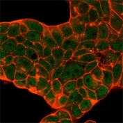 Immunofluorescent staining of PFA-fixed human MCF-7 cells using CELF2 antibody (green, clone PCRP-CELF2-1E4) and phalloidin (red).
