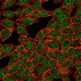 Immunofluorescent staining of PFA-fixed human HeLa cells using CELF2 antibody (green) and phalloidin (red).