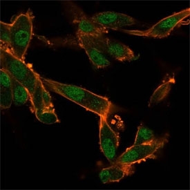 Immunofluorescent staining of human U-87 cells using CELF2 antibody (green) and phalloidin (red).