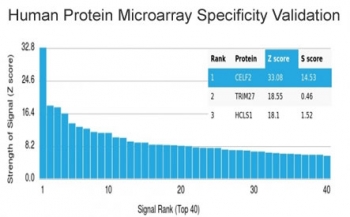 Analysis of HuProt(TM) microarray containing more than 19,000 full-length human proteins using CELF2 antibody (clone PCRP-CELF2-1E4). These results demonstrate the foremost specificity of the PCRP-CELF2-1E4 mAb. Z- and S- score: The Z-score represents the strength of a signal that an antibody (in combination with a fluorescently-tagged anti-IgG secondary Ab) produces when binding to a particular protein on the HuProt(TM) array. Z-scores are described in units of standard deviations (SD's) above the mean value of all signals generated on that array. If the targets on the HuProt(TM) are arranged in descending order of the Z-score, the S-score is the difference (also in units of SD's) between the Z-scores. The S-score therefore represents the relative target specificity of an Ab to its intended target.