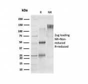 SDS-PAGE analysis of purified, BSA-free CELF2 antibody as confirmation of integrity and purity.