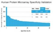 Analysis of HuProt(TM) microarray containing more than 19,000 full-length human proteins using CELF2 antibody (clone PCRP-CELF2-1E4). These results demonstrate the foremost specificity of the PCRP-CELF2-1E4 mAb. Z- and S- score: The Z-score represents the strength of a signal that an antibody (in combination with a fluorescently-tagged anti-IgG secondary Ab) produces when binding to a particular protein on the HuProt(TM) array. Z-scores are described in units of standard deviations (SD's) above the mean value of all signals generated on that array. If the targets on the HuProt(TM) are arranged in descending order of the Z-score, the S-score is the difference (also in units of SD's) between the Z-scores. The S-score therefore represents the relative target specificity of an Ab to its intended target.