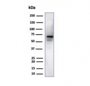 Western blot testing of human brain tissue lysate using recombinant NeuN antibody (clone NeuN/288R).