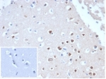 IHC staining of FFPE human cerebellum tissue with recombinant NeuN antibody (clone NeuN/288R). Negative control inset: PBS used instead of primary antibody to control for secondary Ab binding. HIER: boil tissue sections in pH 9 10mM Tris with 1mM EDTA for 20 min and allow to cool before testing.