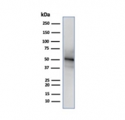Western blot testing of human HeLa cell lysate using recombinant NeuN antibody (clone NeuN/288R).