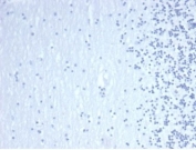 Negative control: IHC staining of FFPE human brain tissue using recombinant GATA3 antibody (clone GATA3/4550R) at 2ug/ml in PBS for 30min RT. HIER: boil tissue sections in pH 9 10mM Tris with 1mM EDTA for 20 min and allow to cool before testing.