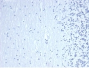 Negative control: IHC staining of FFPE human brain tissue using recombinant GATA3 antibody (clone GATA3/4550R) at 2ug/ml in PBS for 30min RT. HIER: boil tissue sections in pH 9 10mM Tris with 1mM EDTA for 20 min and allow to cool before testing.