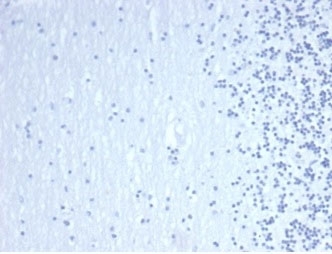Negative control: IHC staining of FFPE human brain tissue using recombinant GATA3 antibody (clone GATA3/4550R) at 2ug/ml in PBS for 30min RT. HIER: boil tissue sections in pH 9 10mM Tris with 1mM EDTA for 20 min and allow to cool before testing.