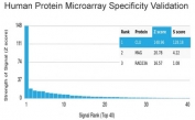 Analysis of HuProt(TM) microarray containing more than 19,000 full-length human proteins using Apolipoprotein J antibody (clone CLU/4729). These results demonstrate the foremost specificity of the CLU/4729 mAb. Z- and S- score: The Z-score represents the strength of a signal that an antibody (in combination with a fluorescently-tagged anti-IgG secondary Ab) produces when binding to a particular protein on the HuProt(TM) array. Z-scores are described in units of standard deviations (SD's) above the mean value of all signals generated on that array. If the targets on the HuProt(TM) are arranged in descending order of the Z-score, the S-score is the difference (also in units of SD's) between the Z-scores. The S-score therefore represents the relative target specificity of an Ab to its intended target.