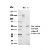 SDS-PAGE analysis of purified, BSA-free IRF9 antibody (clone PCRP-IRF9-2F8) as confirmation of integrity and purity.