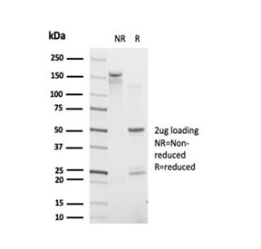 SDS-PAGE analysis of purified, BSA-free IRF9 antibody (clone PCRP-IRF9-2F8) as confirmation of integrity and purity.