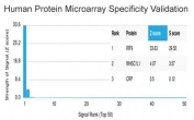 Analysis of HuProt(TM) microarray containing more than 19,000 full-length human proteins using IRF9 antibody (clone PCRP-IRF9-2F8). These results demonstrate the foremost specificity of the PCRP-IRF9-2F8 mAb. Z- and S- score: The Z-score represents the strength of a signal that an antibody (in combination with a fluorescently-tagged anti-IgG secondary Ab) produces when binding to a particular protein on the HuProt(TM) array. Z-scores are described in units of standard deviations (SD's) above the mean value of all signals generated on that array. If the targets on the HuProt(TM) are arranged in descending order of the Z-score, the S-score is the difference (also in units of SD's) between the Z-scores. The S-score therefore represents the relative target specificity of an Ab to its intended target.