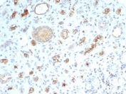 IHC staining of FFPE human kidney tissue with recombinant CFTR antibody (clone CFTR/7003R). HIER: boil tissue sections in pH 9 10mM Tris with 1mM EDTA for 20 min and allow to cool before testing.