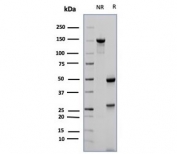 SDS-PAGE analysis of purified, BSA-free CD23 antibody (FCER2/6887) as confirmation of integrity and purity.