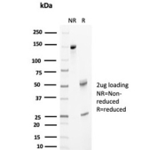 SDS-PAGE analysis of purified, BSA-free APO-J antibody (clone CLU/4733) as confirmation of integrity and purity.