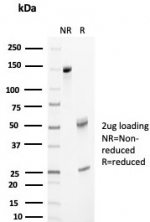 SDS-PAGE analysis of purified, BSA-free APO-J antibody (clone CLU/4733) as confirmation of integrity and purity.