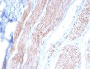 IHC staining of FFPE cow small intestine tissue with Desmin antibody (clone DES/3255) at 2ug/ml. HIER: boil tissue sections in pH 9 10mM Tris with 1mM EDTA for 20 min and allow to cool before testing.
